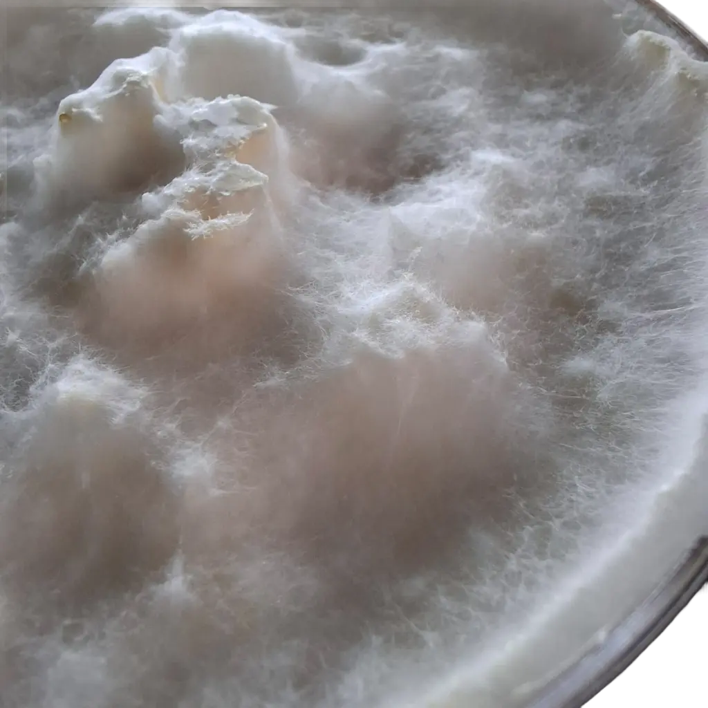 Pleurotus_ostreatus_2.webp