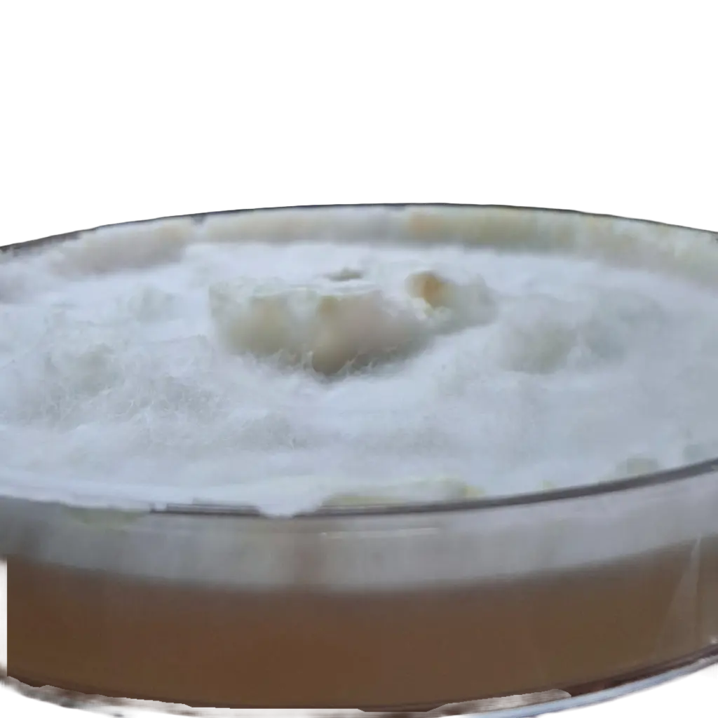 Pleurotus_ostreatus_3.webp