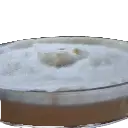Pleurotus_ostreatus_3.webp