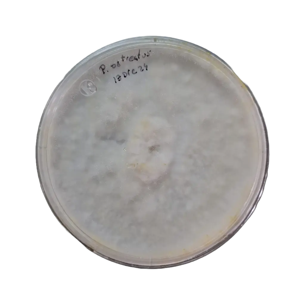 Pleurotus ostreatus micelio en placa Petri