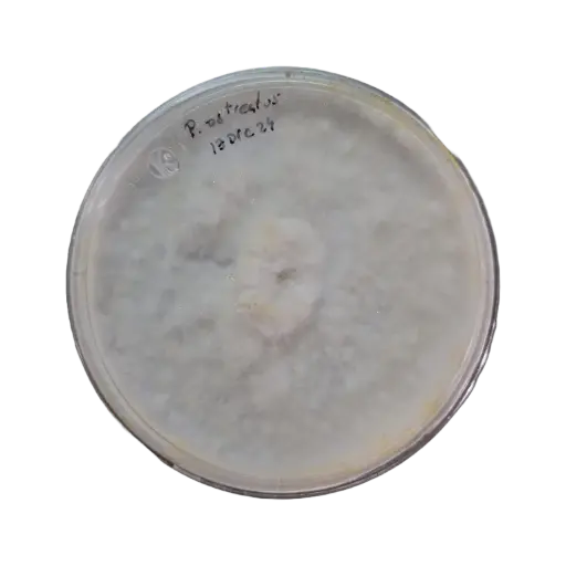 [MPLOSML] Pleurotus ostreatus micelio en placa Petri